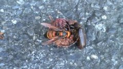 怎樣給虎頭蜂做巢