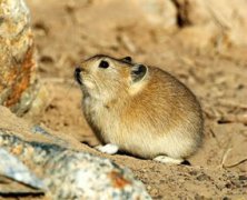 田鼠生活在哪里