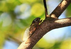 知了叫了是什么季節