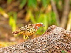 竹蟲什么季節捕捉