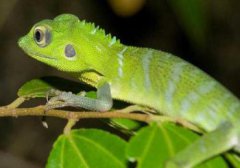 蜥蜴和變色龍有什么不同