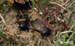 蟋蟀是益蟲還是害蟲