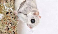 西伯利亞鼯鼠可以養嗎