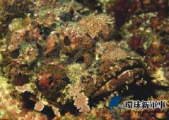 貼石魚又叫什么魚
