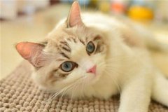 野貓進家有好兆頭要看什么