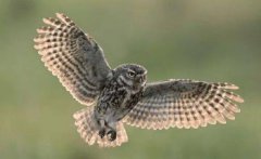 鸮和貓頭鷹有什么不同