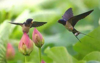 燕子的作者是誰