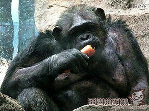 猩猩狒狒猴子有什么不同