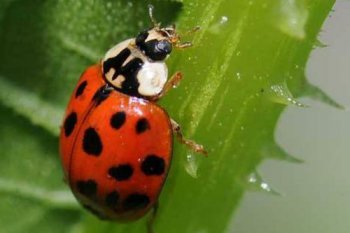 田鼠是益蟲還是害蟲