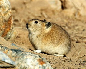 田鼠生活在哪里