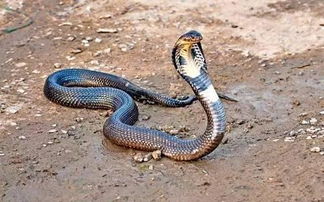 眼鏡蛇為什么叫眼鏡蛇