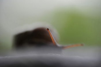 蝸牛的眼睛長在什么地方