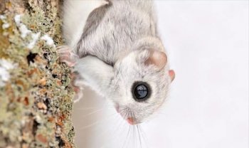 西伯利亞鼯鼠可以養(yǎng)嗎