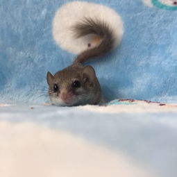 西班牙睡鼠好養(yǎng)嗎