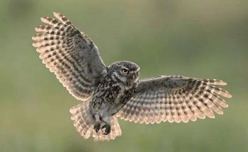 鸮和貓頭鷹有什么不同