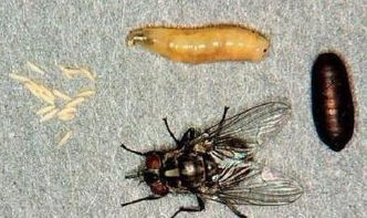 人膚蠅中國有嗎