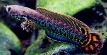 七彩雷龍魚能長多大