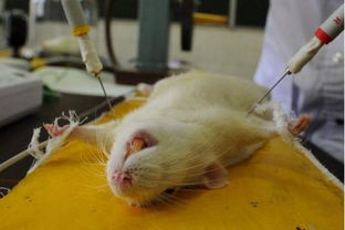 做實驗為什么都用小白鼠