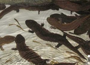 娃娃魚怎么養(yǎng)家里