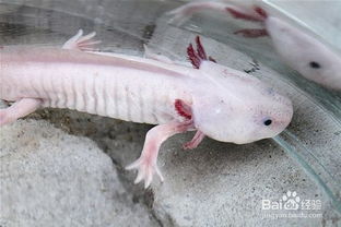 娃娃魚怎么養(yǎng)家里