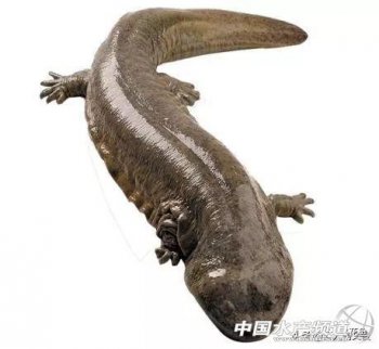 娃娃魚怎么燒法