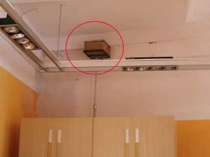 家里有大水蟻怎么處理