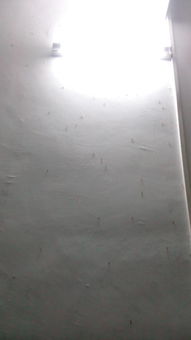 家里有大水蟻怎么處理