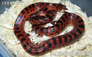 水赤練蛇有毒嗎