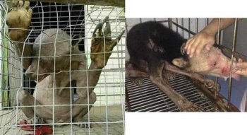 水鬼為什么會拉人下水