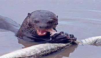 水鬼為什么會拉人下水