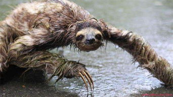 水鬼長什么樣子