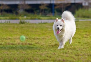 微笑狗什么意思