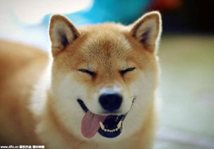 微笑狗什么意思