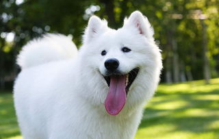 微笑狗什么意思