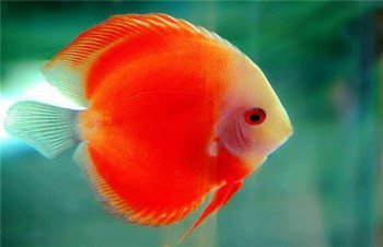 推薦幾種大型觀賞魚