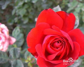 月季花長蚜蟲怎么辦