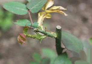 月季花長蚜蟲怎么辦