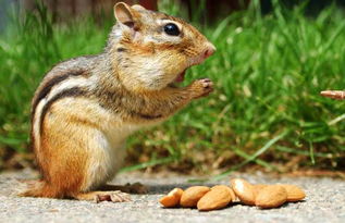 松鼠是保護動物嗎