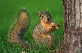 松鼠是保護動物嗎
