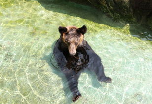 松鼠是哪個(gè)國(guó)家的國(guó)寶