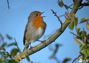 松鼠是哪個(gè)國(guó)家的國(guó)寶