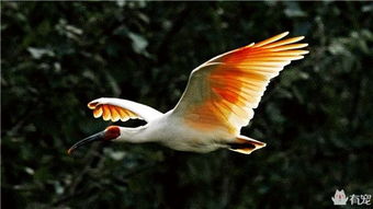 松鼠是哪個(gè)國(guó)家的國(guó)寶