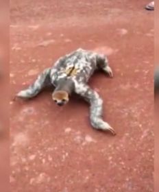 樹懶在水里力氣大嗎