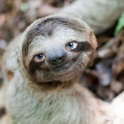 樹懶在水里力氣大嗎