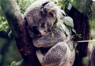 樹懶生活在哪里