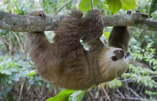 樹懶生活在哪里