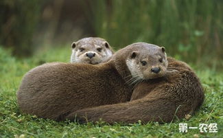 水瀨和水獺是一樣的嗎