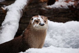 水瀨和水獺是一樣的嗎