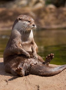 水獺是什么動物