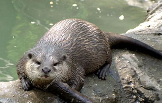 水獺是什么動物